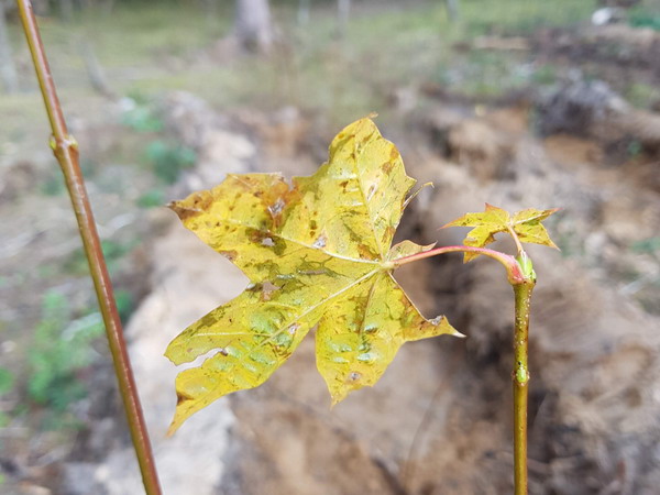 Сохраним Лес Осень 2018