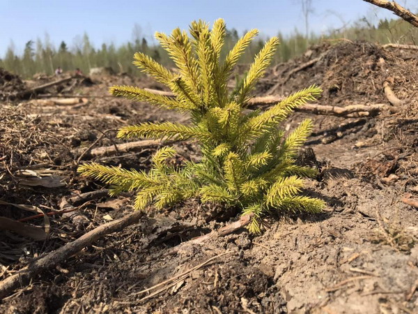 Сохраним Лес 2019